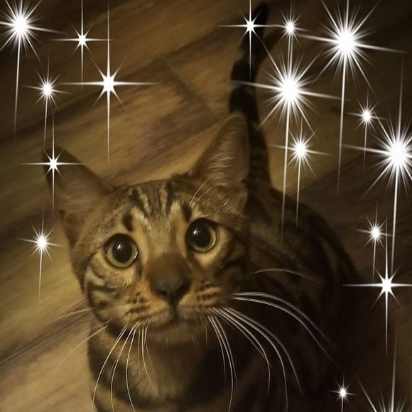 Meet your Posher, Danika - Picture 1 of 1